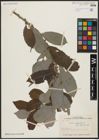 Foto von Salix aegyptiaca L.